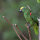 Amazone à font jaune (Amazona ochrocephala ochrocephala)