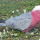 Cacatoès rosalbin