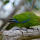 Perruche Kakariki (Cyanoramphus novaezelandiae)