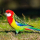 Perruche Omnicolore (Platycercus Eximius)