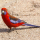 Perruche de Pennant (Platycercus elegans )