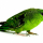 Perruche Catherine (Bolborhynchus lineola)