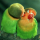 Un bon couple d’oiseaux pour la reproduction