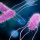 Salmonellose : maladie digestive infectieuse