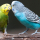 Perruche ondulée (Melopsittacus undulatus)