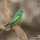 Perruche multicolore (psephotus varius)