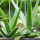 Aloe vera, importance sur le plumage