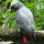 Gris du Gabon (Psittacus erithacus erithacus)