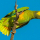 Amazone à face jaune (Amazona xanthops)