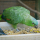 Amazone poudrée du Guatemala (Amazona farinose guatemalae)
