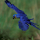 Ara Hyacinthe (Anodorhynchus hyacinthinus)