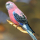 Perruche de Bourke (Neophema Bourkii)