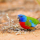 Perruche resplendissante (Neophema splendida)