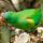 Perruche de Latham ou Swift (Lathamus discolor)