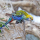Perruche Palliceps (Platycercus Adscitus Palliceps)