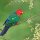 Perruche royale (Alisterus scapularis)