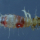 Ectoparasites chez les oiseaux