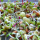 Germination de graines : Recettes