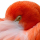 Pigmentation des plumes