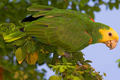 Amazone à tête jaune - Amazona oratrix