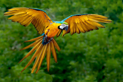 Ararauna (Ara ararauna)