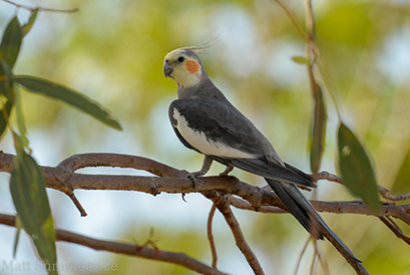 Callopsittes (Nymphicus hollandicus)