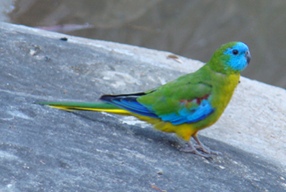 Perruche turquoisine (Neophema pulchella)