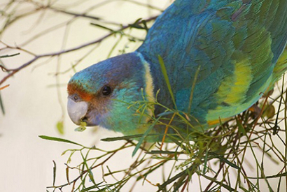 Perruche de Barnard (Barnardius barnardi macgillivrayi)