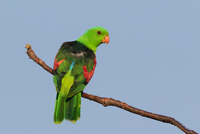 Perruche Erythroptère