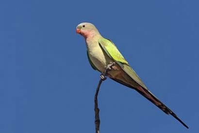 Perruche Princesse de Galles (Polytelis alexandrae)