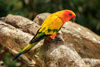 Conure Soleil (Arantiga Solstitialis)