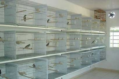 Comment réussir un elevage de canaris