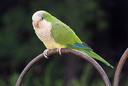 Conure veuve ou perruche moine ou souris (Myiopsitta monachus)
