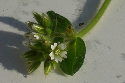 Plantes sauvages à recolter pour vos oiseaux
