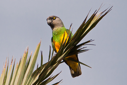 Youyou du Sénégal (Poicephalus senegalensis)