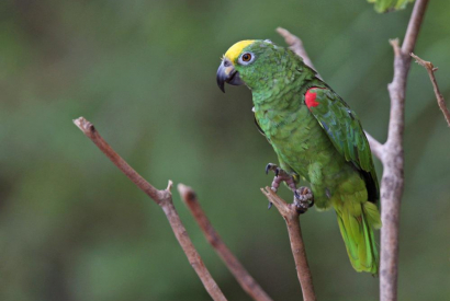 Amazone à font jaune (Amazona ochrocephala ochrocephala)
