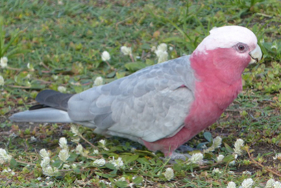 Cacatoès rosalbin