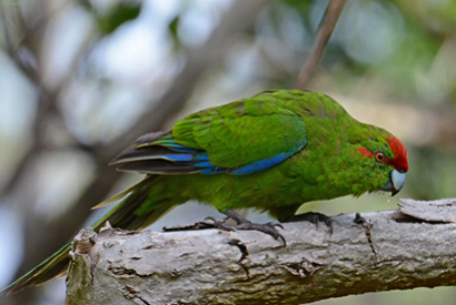 Perruche Kakariki (Cyanoramphus novaezelandiae)