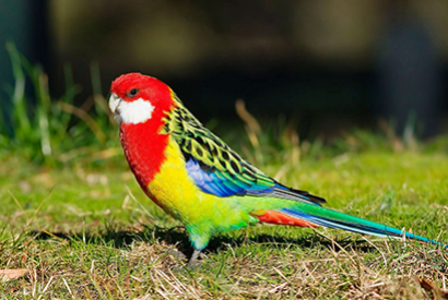 Perruche Omnicolore (Platycercus Eximius)