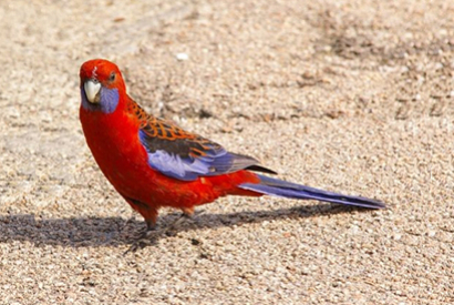 Perruche de Pennant (Platycercus elegans )