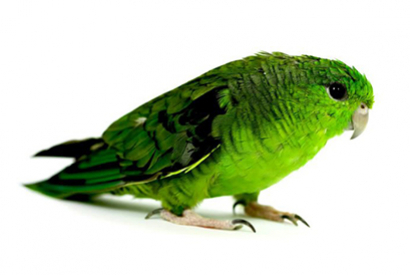 Perruche Catherine (Bolborhynchus lineola)