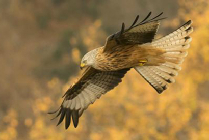 Alimentation des rapaces