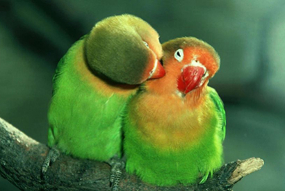 Un bon couple d’oiseaux pour la reproduction