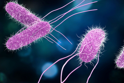 Salmonellose : maladie digestive infectieuse