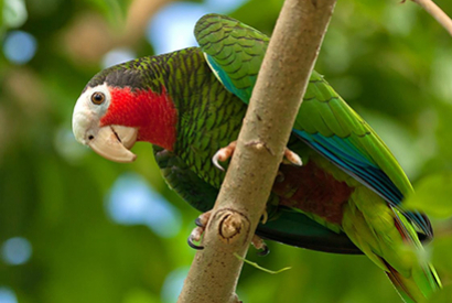 Amazone à face rouge (Amazona leucophala leucophala)