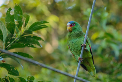 Amazone à front blanc (Amazona albifrons nana)