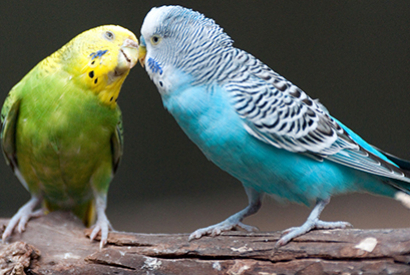 Perruche ondulée (Melopsittacus undulatus)
