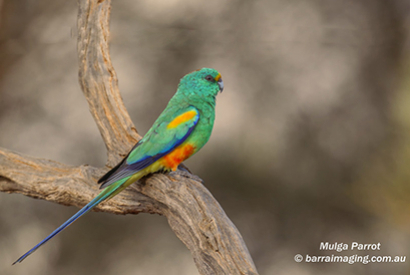 Perruche multicolore (psephotus varius)