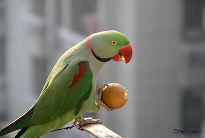 Perruche Grand Alexandre (Psittacula Eupatria)