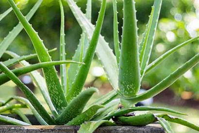 Aloe vera, importance sur le plumage